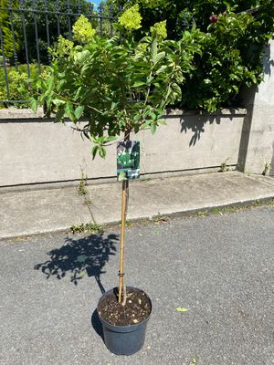 SMALL GARDEN TREE - Hydrangea Polar Bear (Bush on a stem ..tree form) Flowers from June until October with large cone white flowers. Winter hardy and reliable.