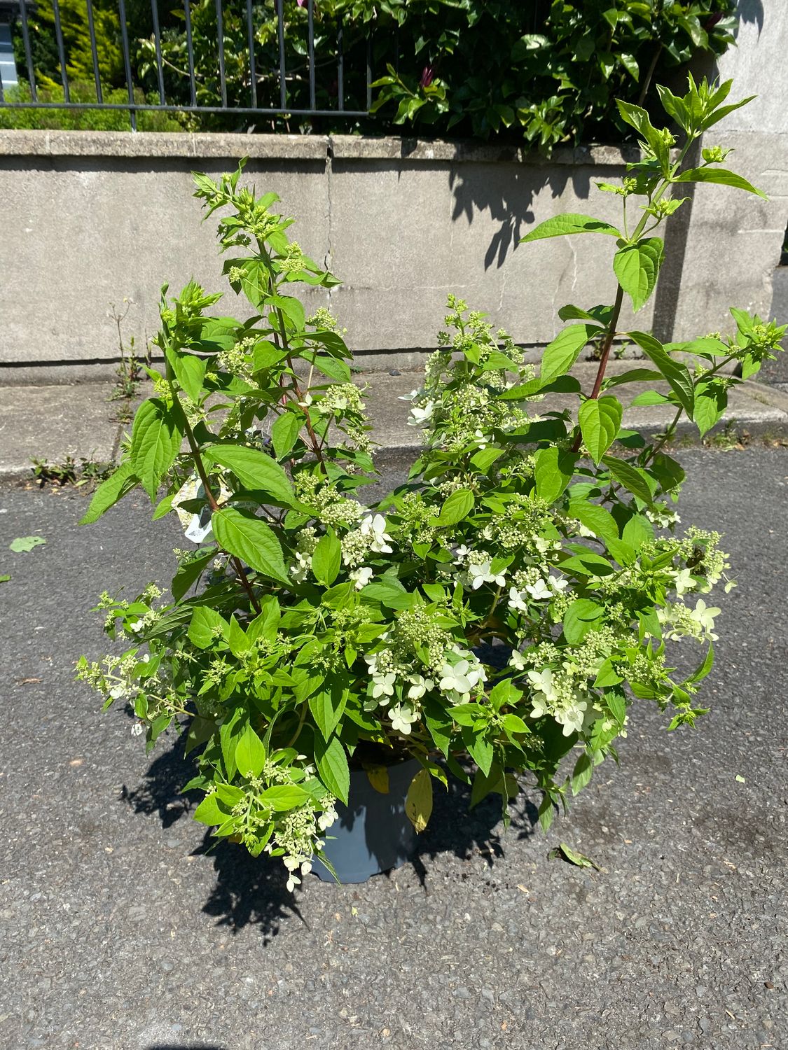 Hydrangea Confetti - BUSH