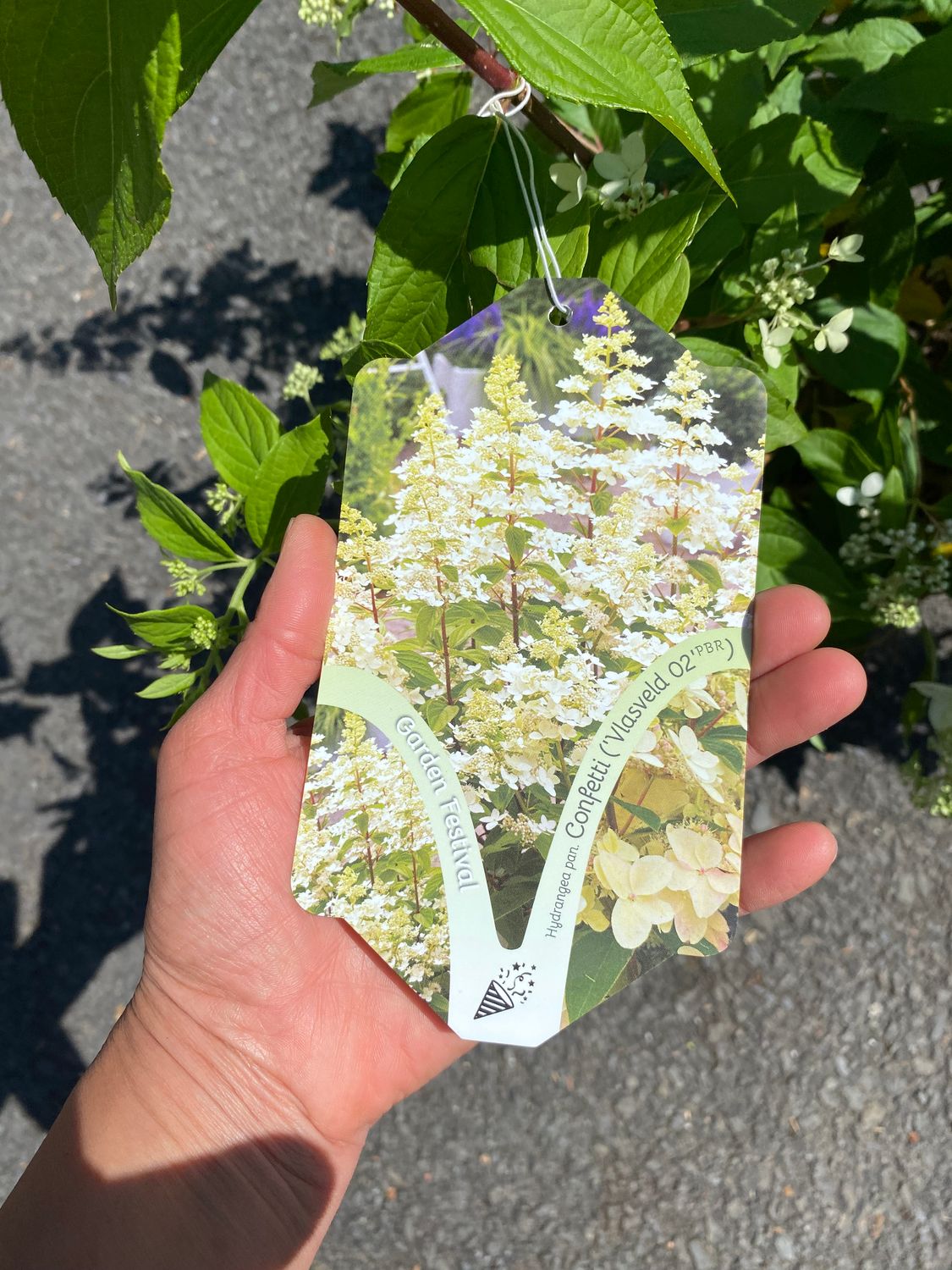Hydrangea Confetti - BUSH Flowers from June until October. Flowers are cone-like in a dainty mix of pink, cream, purple, and green. Good in pots or beds.