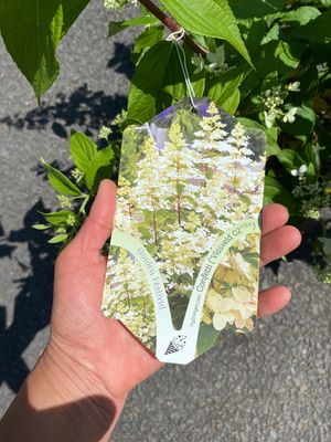 Hydrangea Confetti - BUSH Flowers from June until October. Flowers are cone-like in a dainty mix of pink, cream, purple, and green. Good in pots or beds.