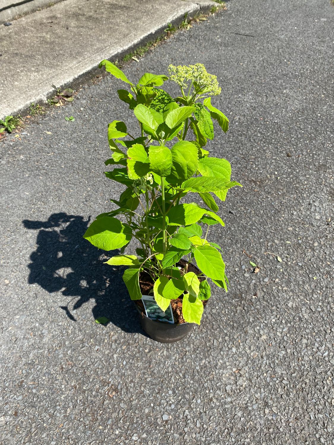 HYDRANGEA ANNABELLE