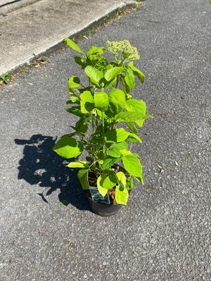 HYDRANGEA ANNABELLE