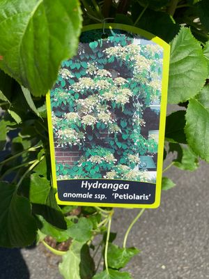 HYDRANGEA PETIOLARIS - climber