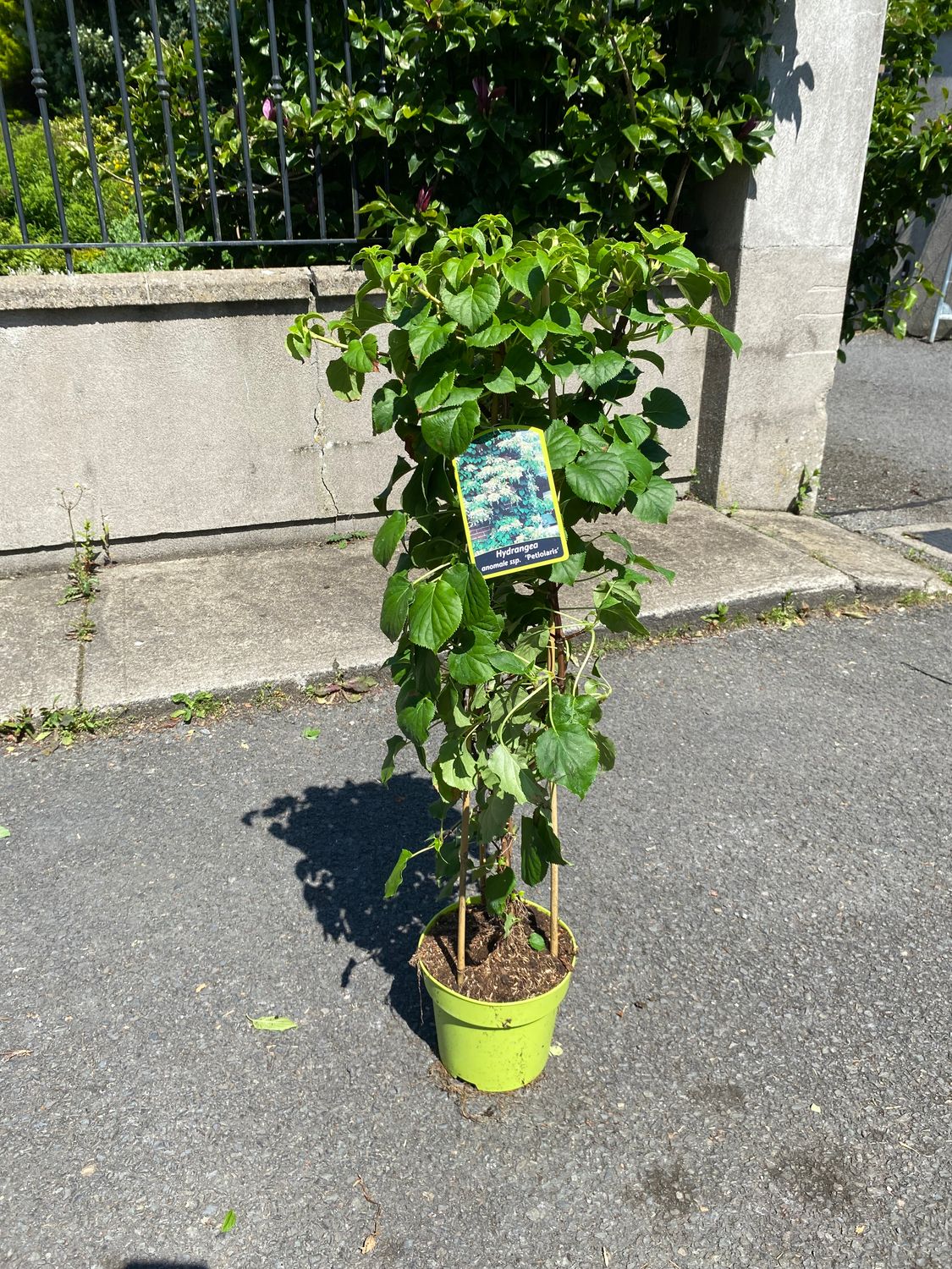 HYDRANGEA PETIOLARIS - climber