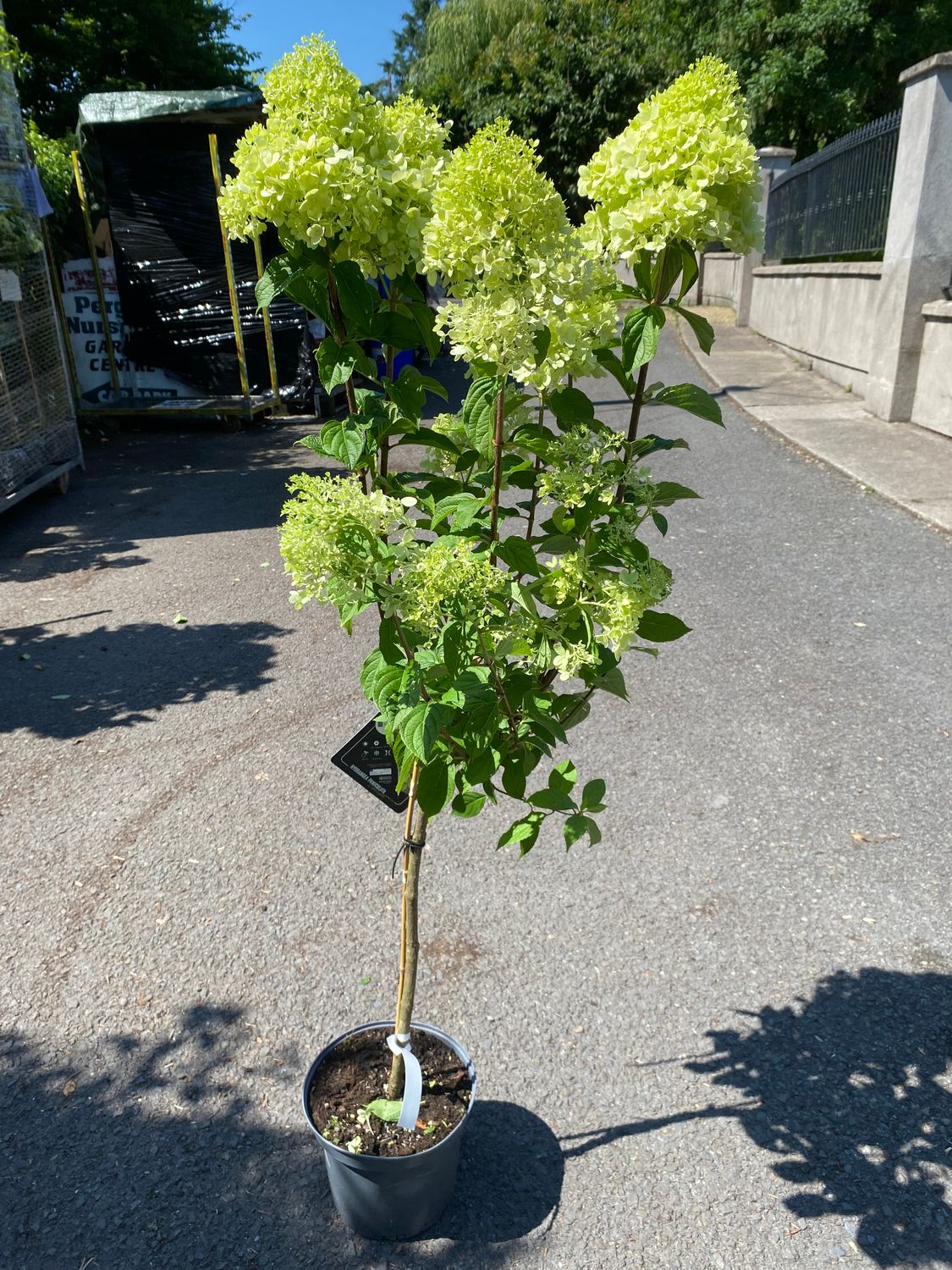 SMALL GARDEN TREE - Hydrangea &#39;LIMELIGHT&#39;
