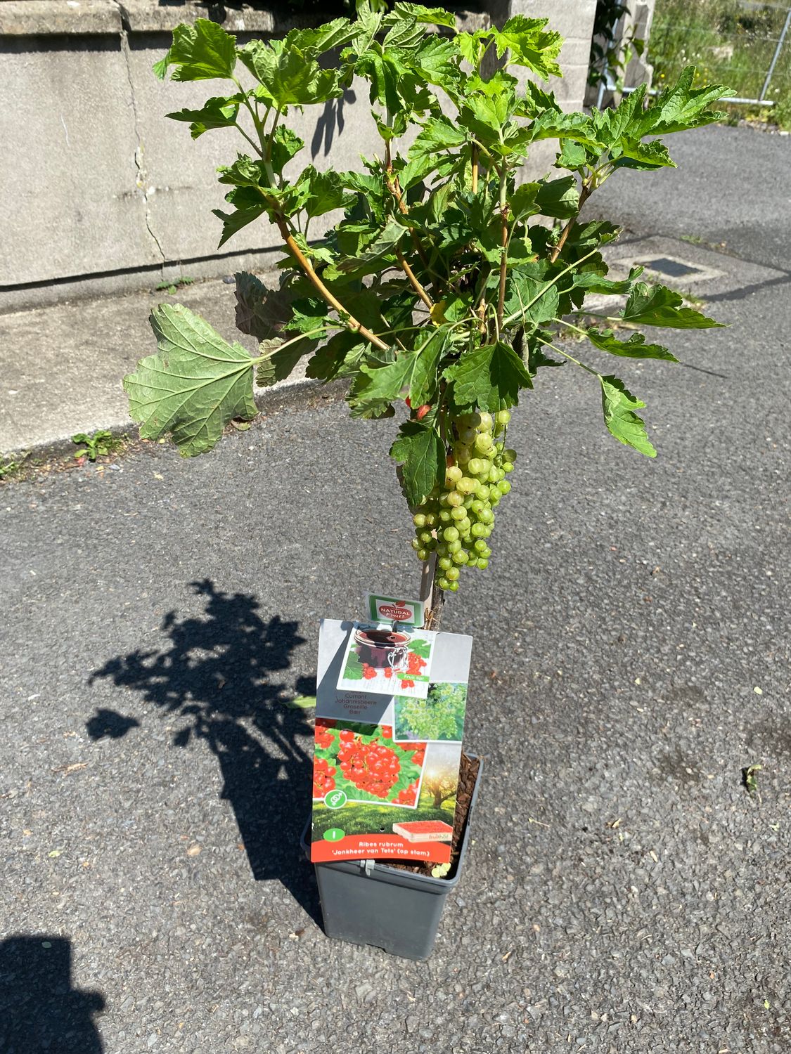 RED CURRANT MINI TREE RIBES BERRIES