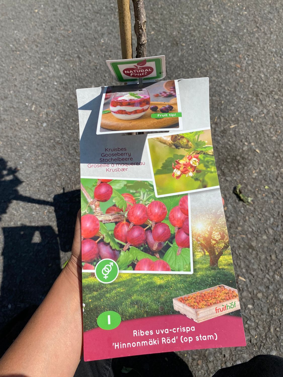 GOOSEBERRY MINI TREE RED