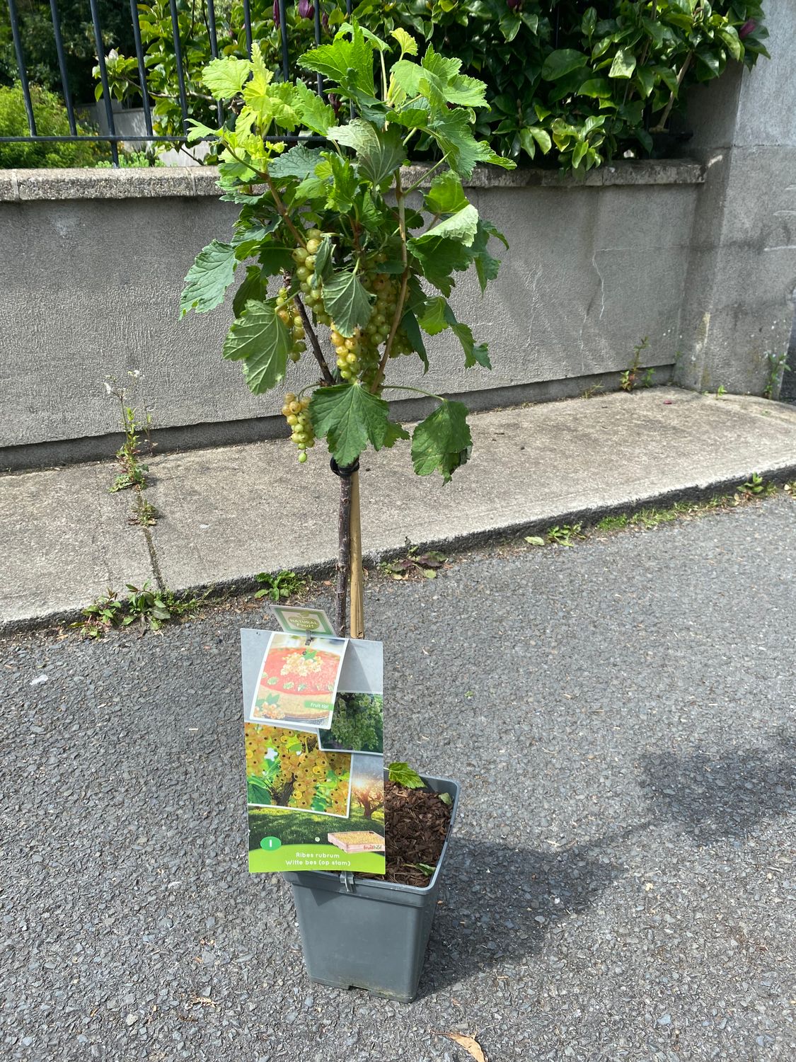 WHITE CURRANT MINI TREE RIBES