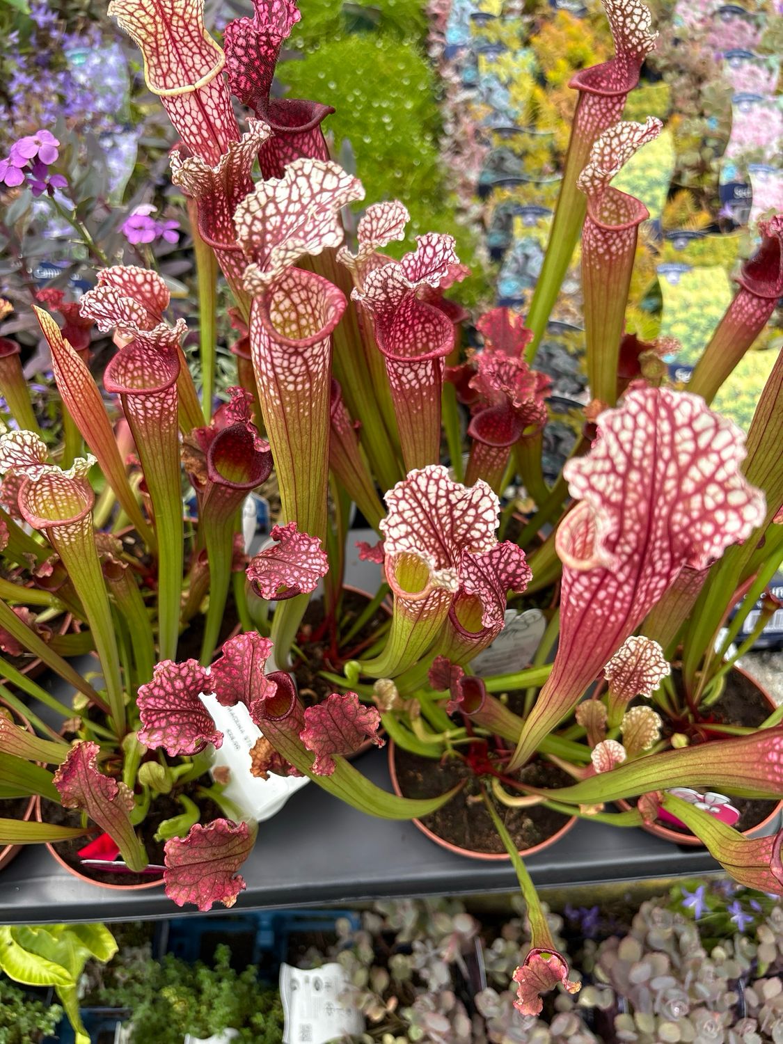 Sarracenia Stevensii - Purple Pitcher Plant