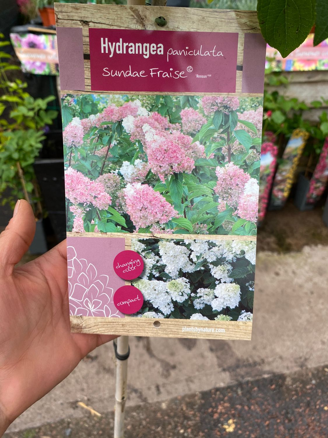 Hydrangea &#39;Sundae Fraise&#39; - Small Garden Tree changing colour , compact