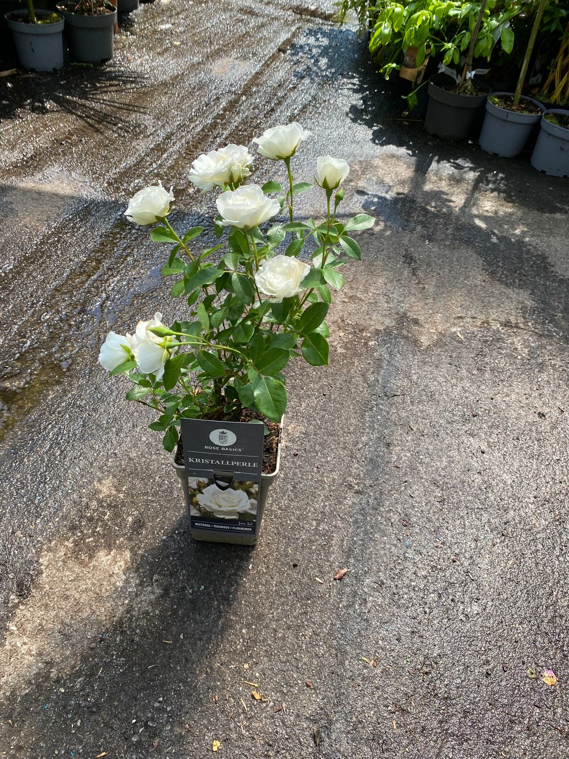 Rose  KRISTALLPERLE