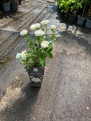 Rose  KRISTALLPERLE