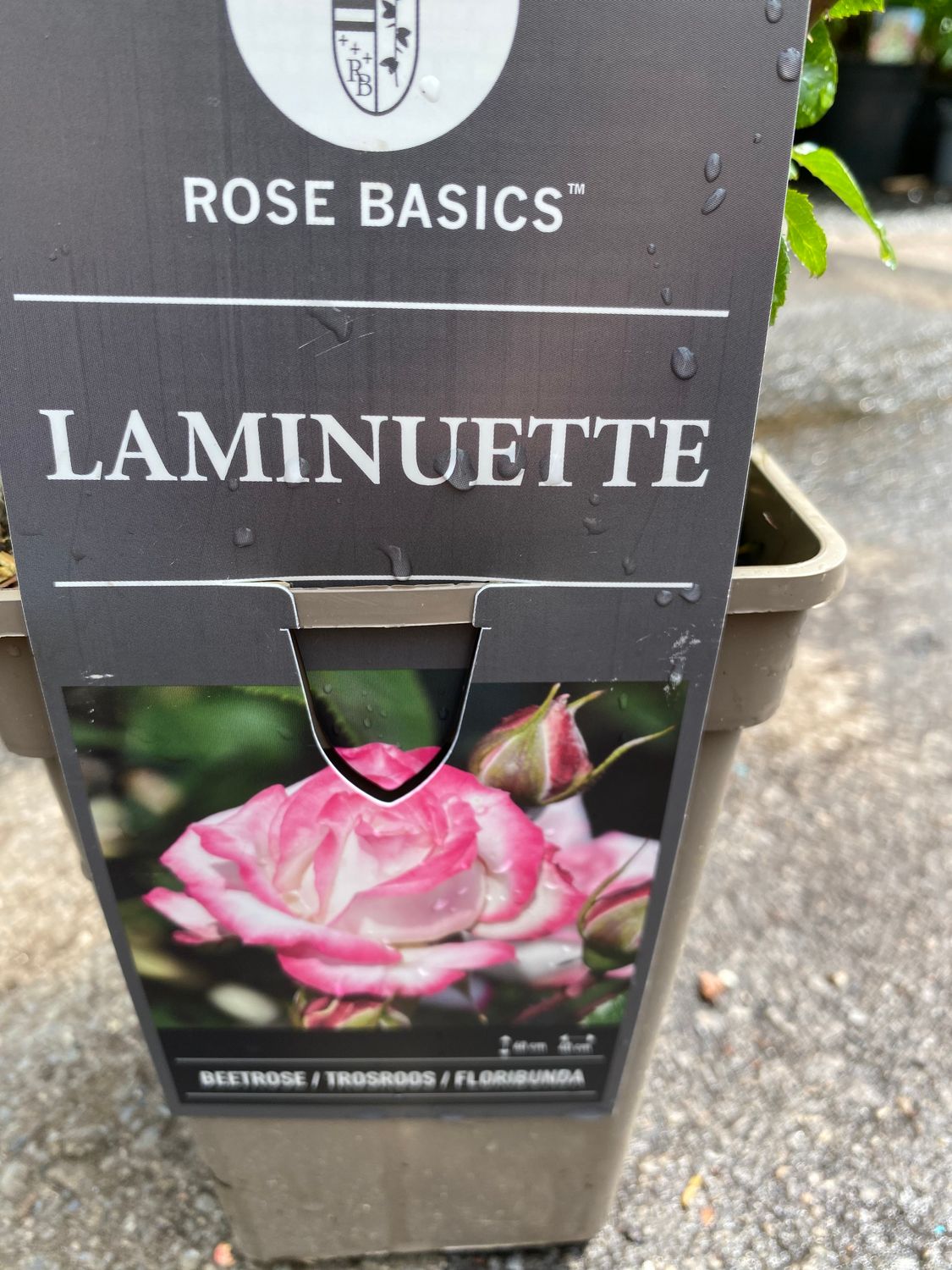ROSE LAMINUETTE