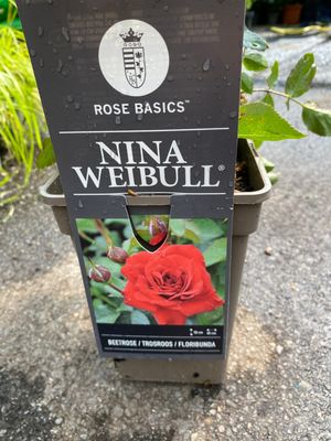 ROSE NINA WEIBULL