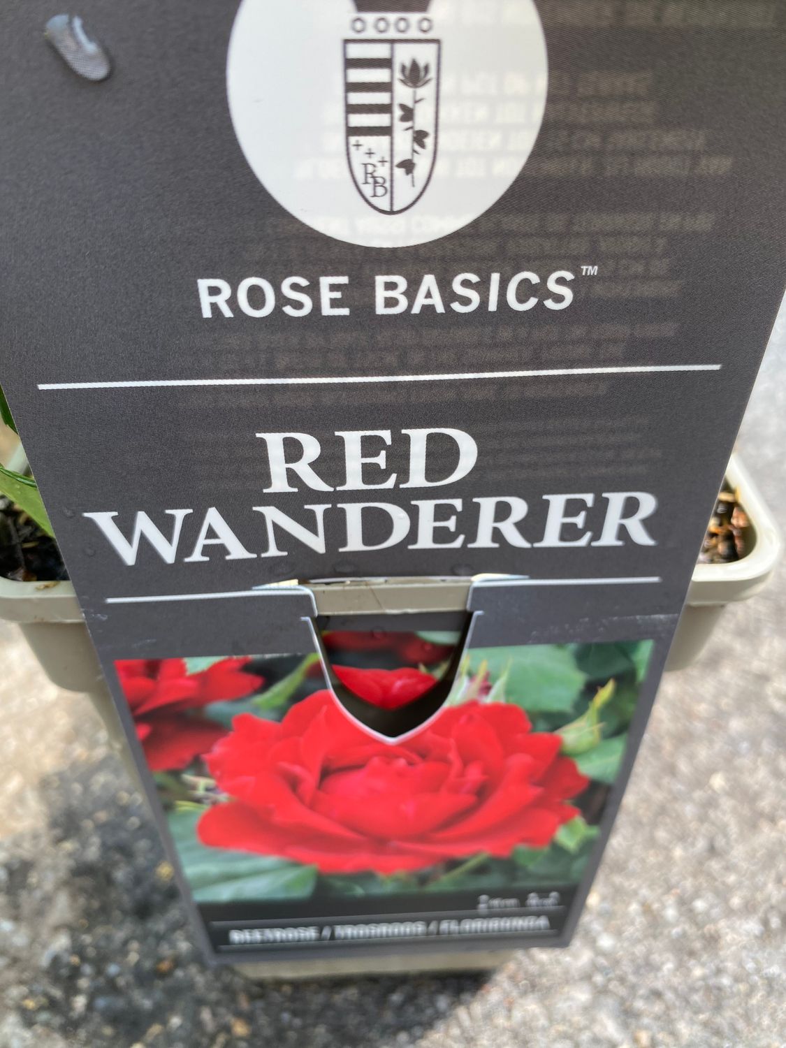 ROSE WANDERER