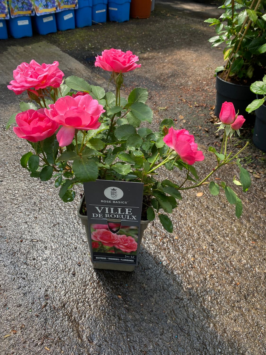 ROSE VILLE DE ROEULX