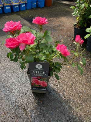 ROSE ROLEX Rose Rolex , for beds or pots . Non stop flowers from June until October.Winter hardy and tough .Planting time is from now .