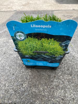 LILAEOPSIS BRASILIENSIS