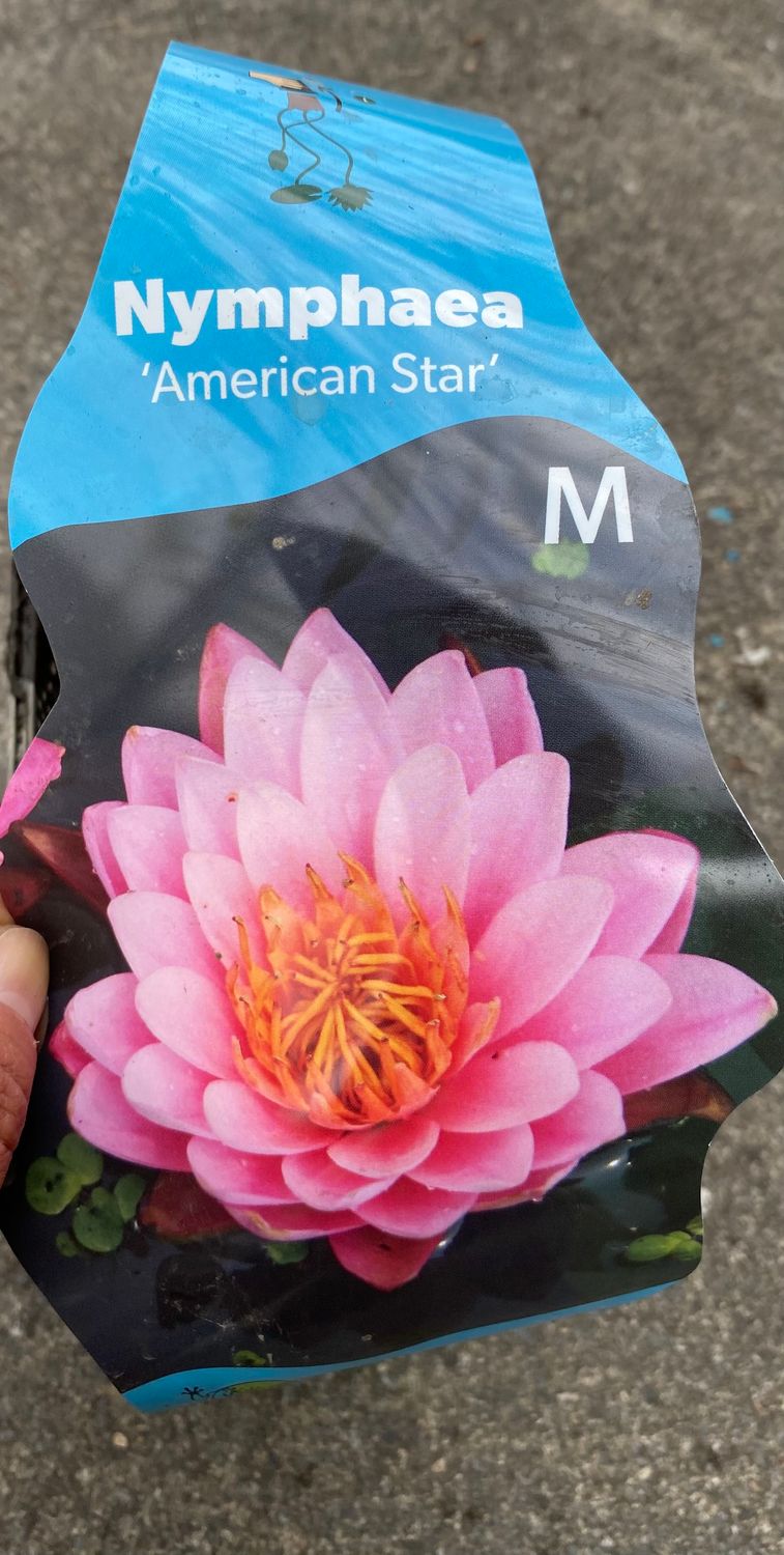 Nymphaea - AMERICA STAR PINK