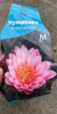Nymphaea - AMERICA STAR PINK
