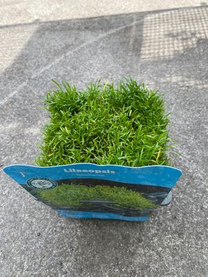 LILAEOPSIS BRASILIENSIS