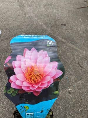 Nymphaea - AMERICA STAR PINK