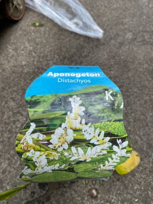 APONOGETON DISTACHYOS