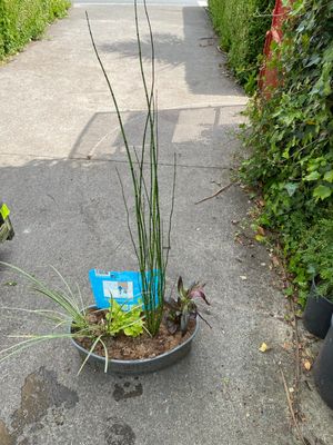 AQUACTIC PLANTS BASKET