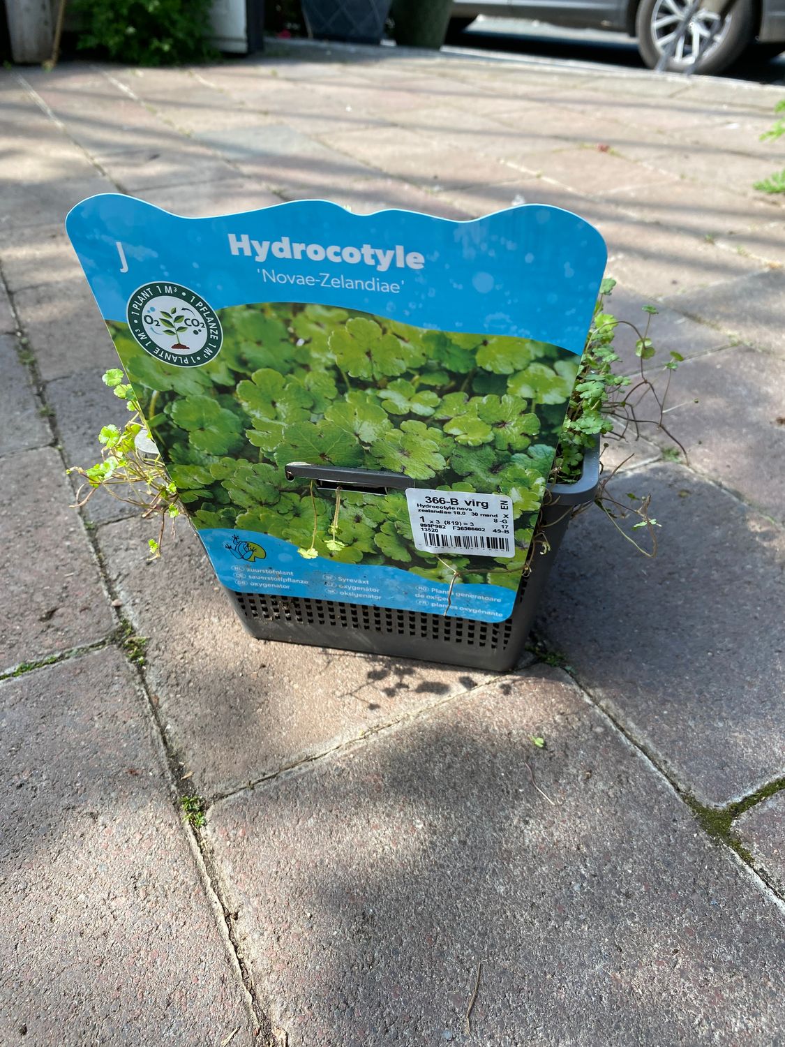 HYDROCOTYLE &#39;NOVAE ZELANDIAE&#39;