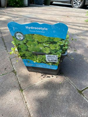 HYDROCOTYLE 'NOVAE ZELANDIAE'