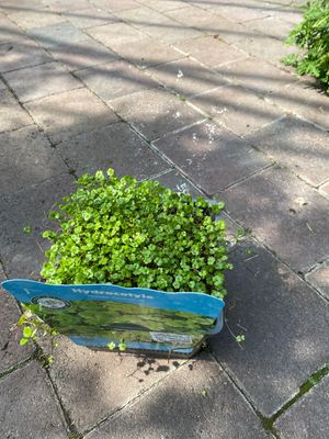 HYDROCOTYLE 'NOVAE ZELANDIAE'