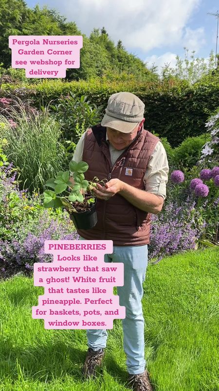 Pineberry - Looks like a strawberry that saw a ghost! White fruit that tastes like pineapple. Perfect for baskets, pots, and window boxes.