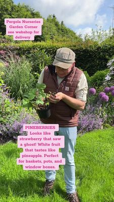 Pineberry - Looks like a strawberry that saw a ghost! White fruit that tastes like pineapple. Perfect for baskets, pots, and window boxes.