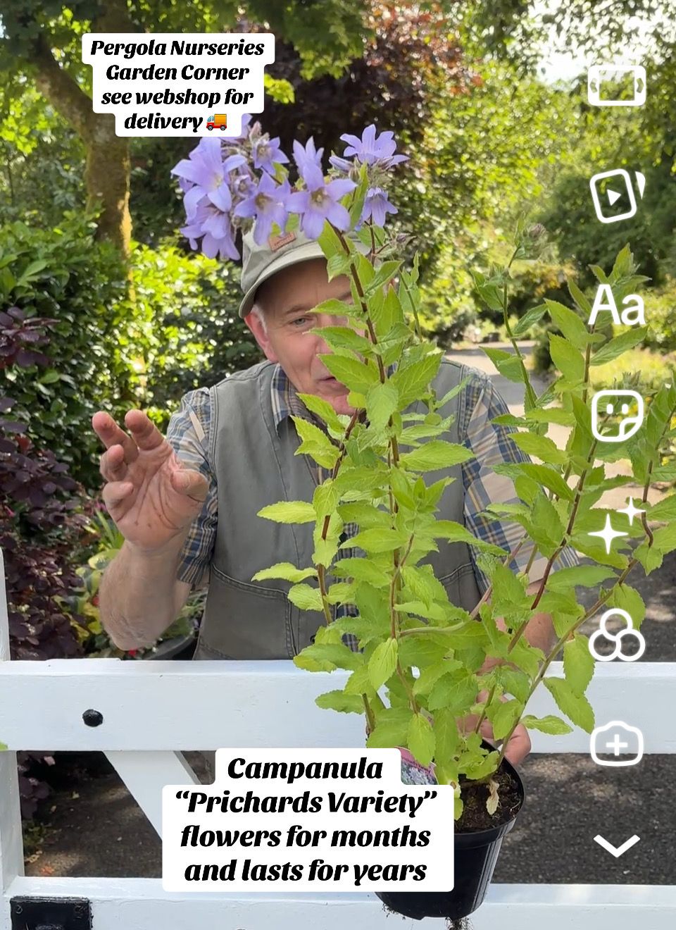 Campanula Prichards Variety “Tough Bellflower that thrives with little care .Violet blue bell shaped flowers that  repeat flower for months . Winter hardy lasts for years. Pot grown plants pruned back