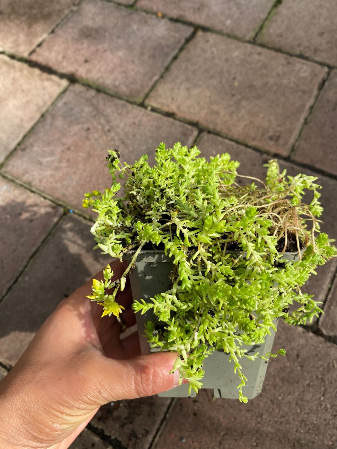 Sedum Yellow Lemon Queen ,Yellow Queen golden foliage all year and yellow flowers in summer. Likes spreading on banks ,spilling out of pots or tumbling over walls and kerbs