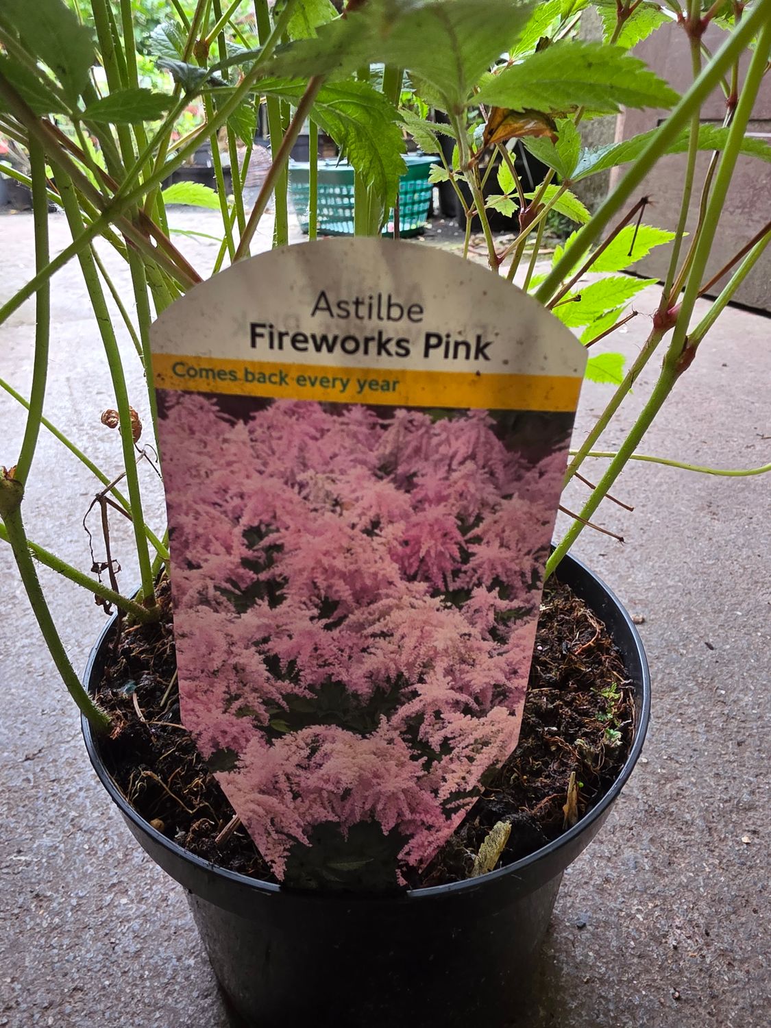 Astilbe &quot;Fireworks Pink&quot;