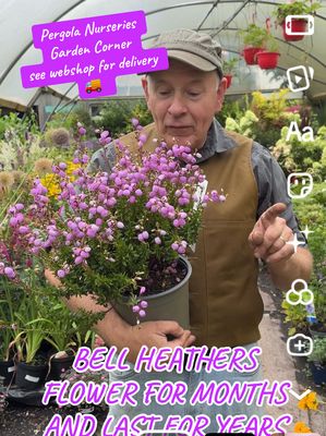 Daboecia Connemara Bell Heather ….flowers for months with deep pink bell like flowers in summer . Loved by bees and pollinators EXTRA STRONG AND BUSHY