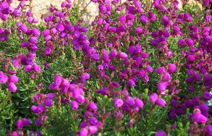 Connemara Bell Heather Pink.   flowers for months with deep pink bell like flowers in summer . Loved by bees and pollinators EXTRA STRONG AND BUSHY