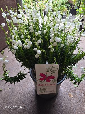 Daboecia Connemara White Bell Heathers.. flowers for months with deep pink bell like flowers in summer . Loved by bees and pollinators EXTRA STRONG AND BUSHY