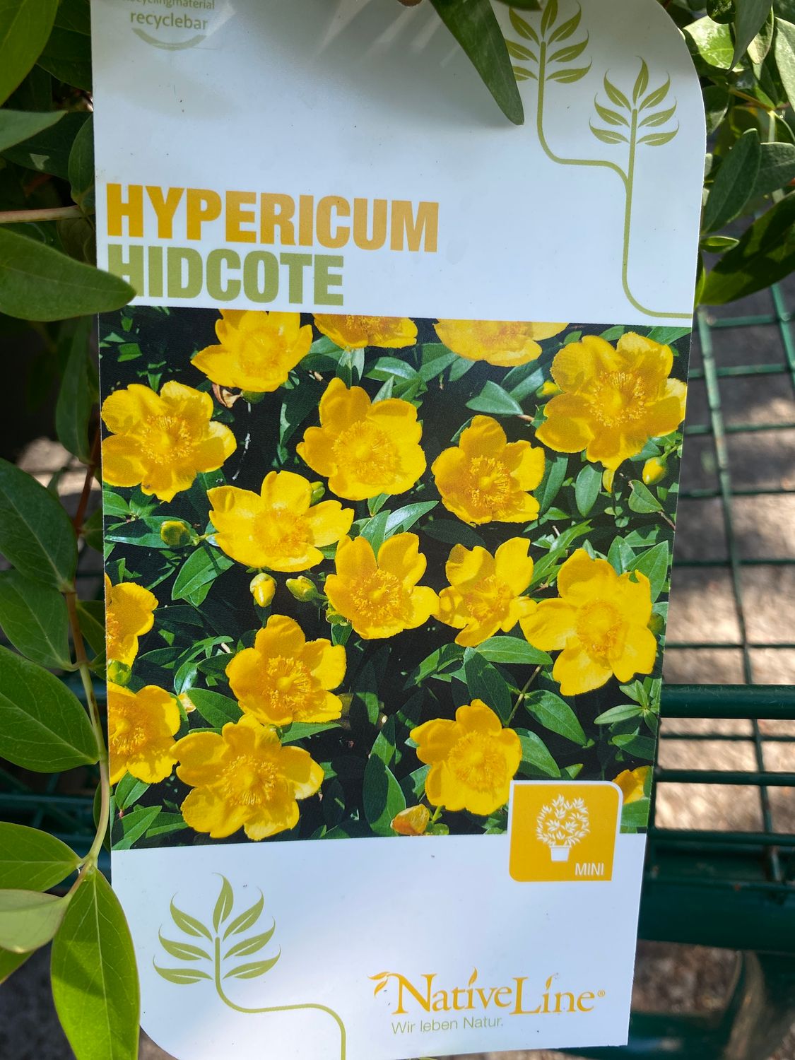 Hypericum Hidcote