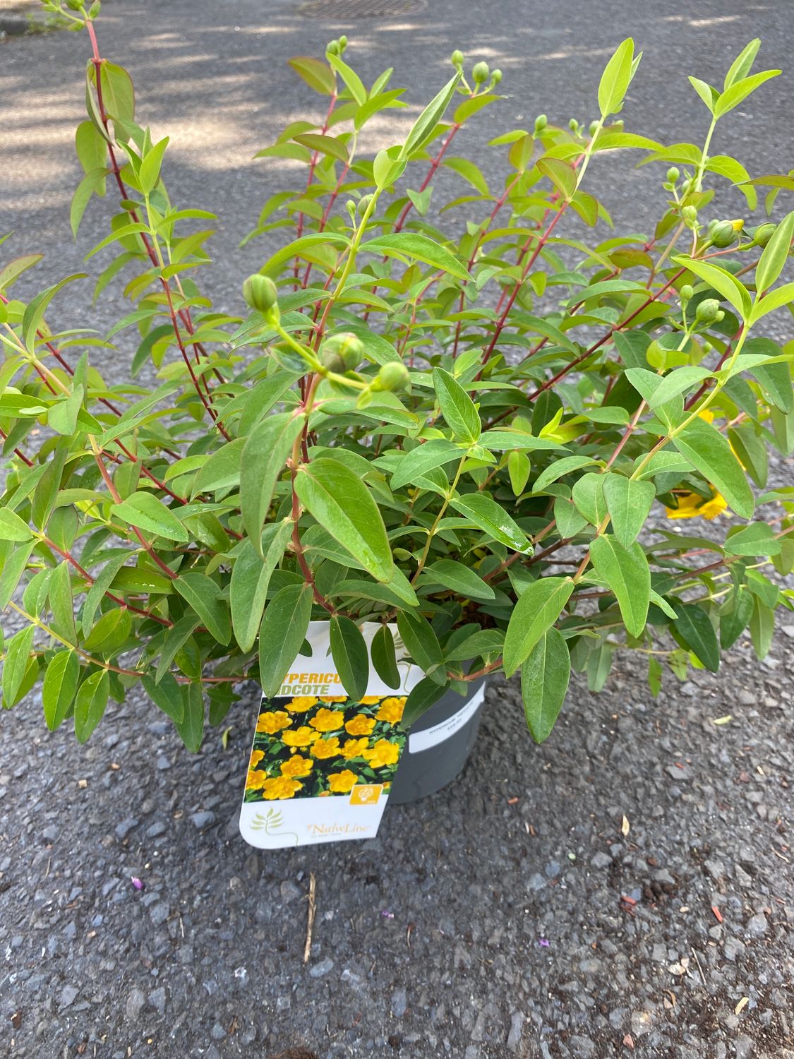 Hypericum Hidcote “Golden King”a hardy evergreen shrub that flowers for months Perfect as shrub or hedge.Extra strong bushy plants
