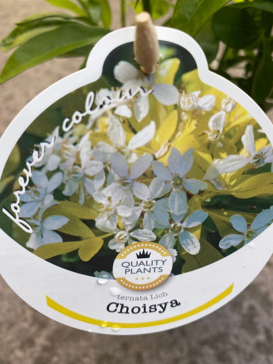 Choisya Ternata Lich