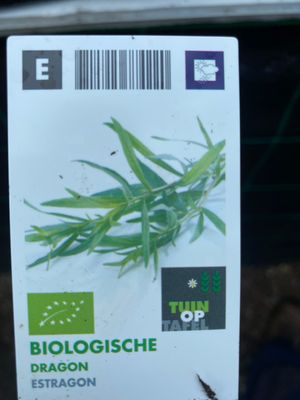 TARRAGON potted French Tarragon .Winter hardy and lasts for years 