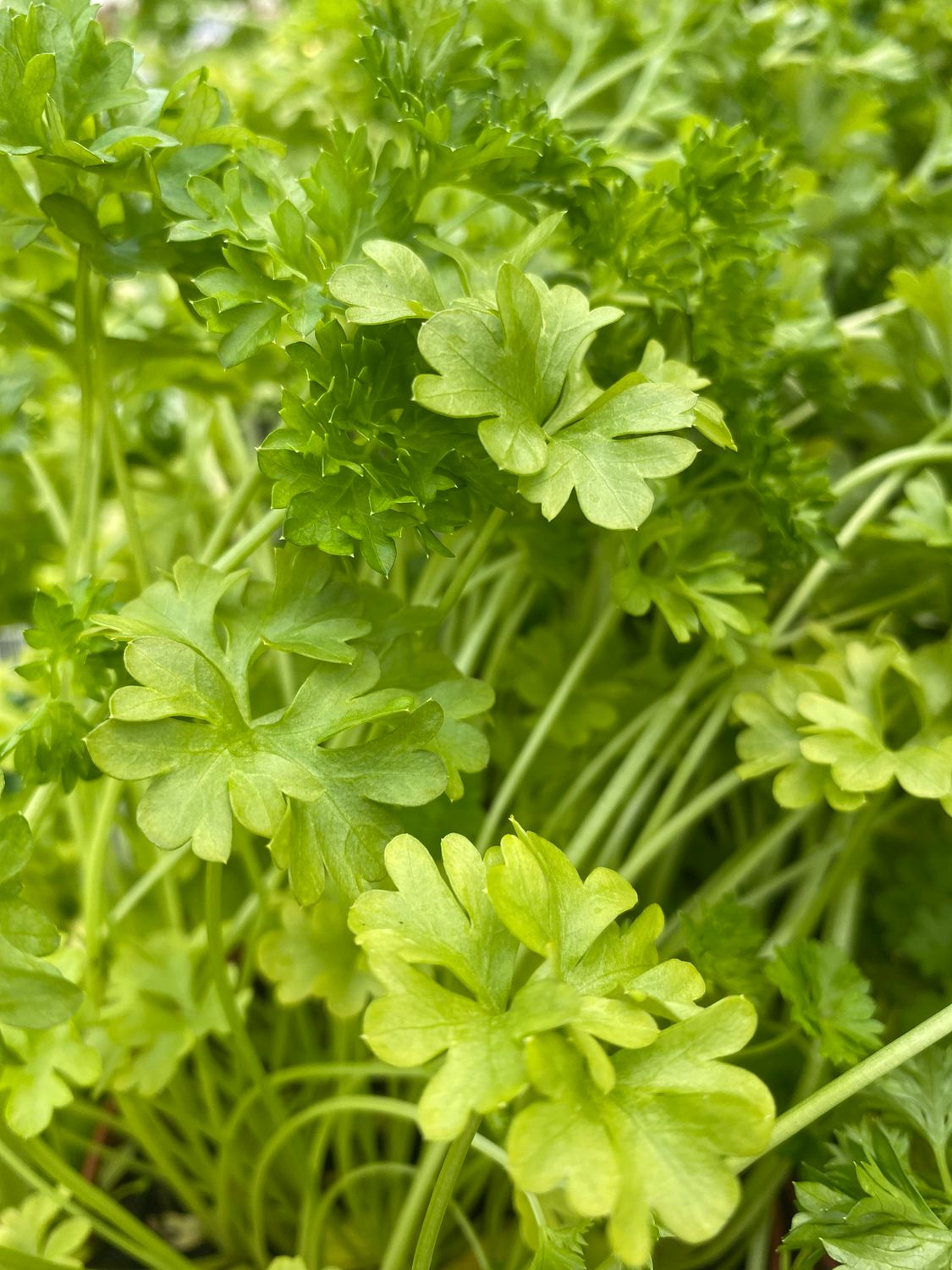 Parsley  Curled strong plants In pots