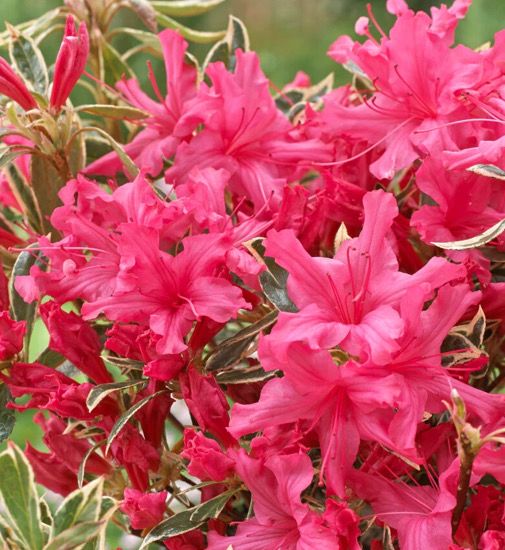 Azalea Japonica Silver Shadow hardy dwarf evergreen shrub with deep pink flowers over colourful evergreen foliage. Good in pots or beds . Planting time is from now . Planting time Is from now