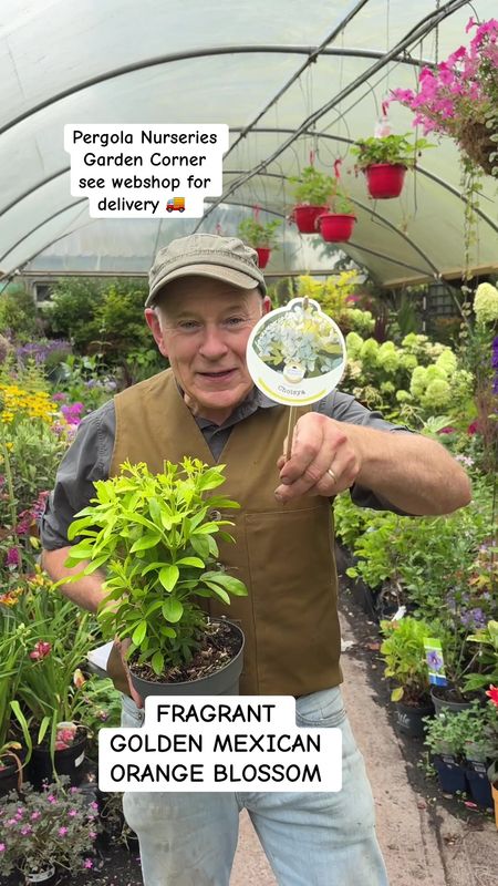 Choisya Brica Golden Mexican Orange Blossom…evergreen shrub with bright golden foliage and white fragrant flowers. Good in pots or beds.