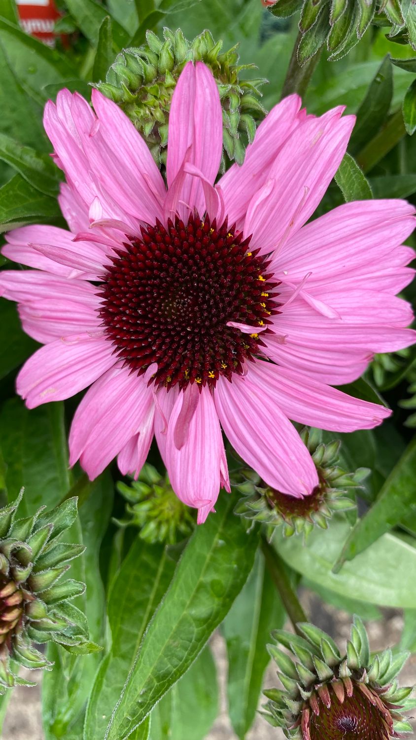 Echinacea Delicious Candy Coneflower