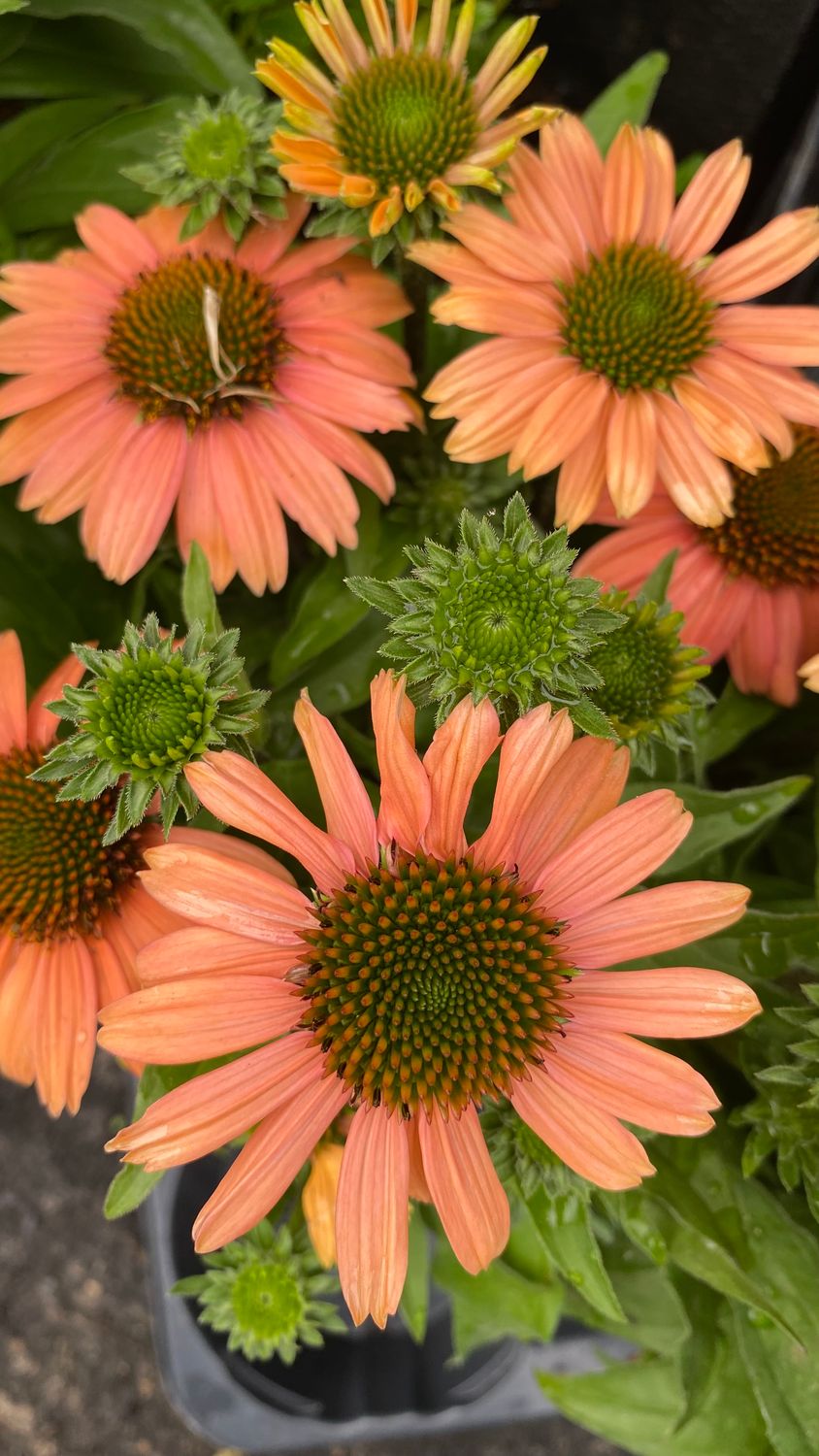 Echinacea Mediation Coneflower