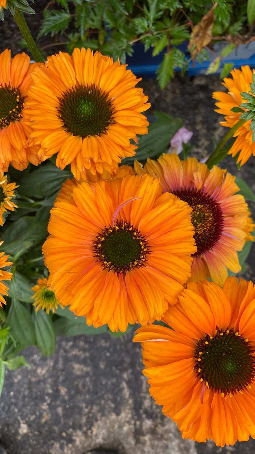 Echinacea Orange King Coneflower