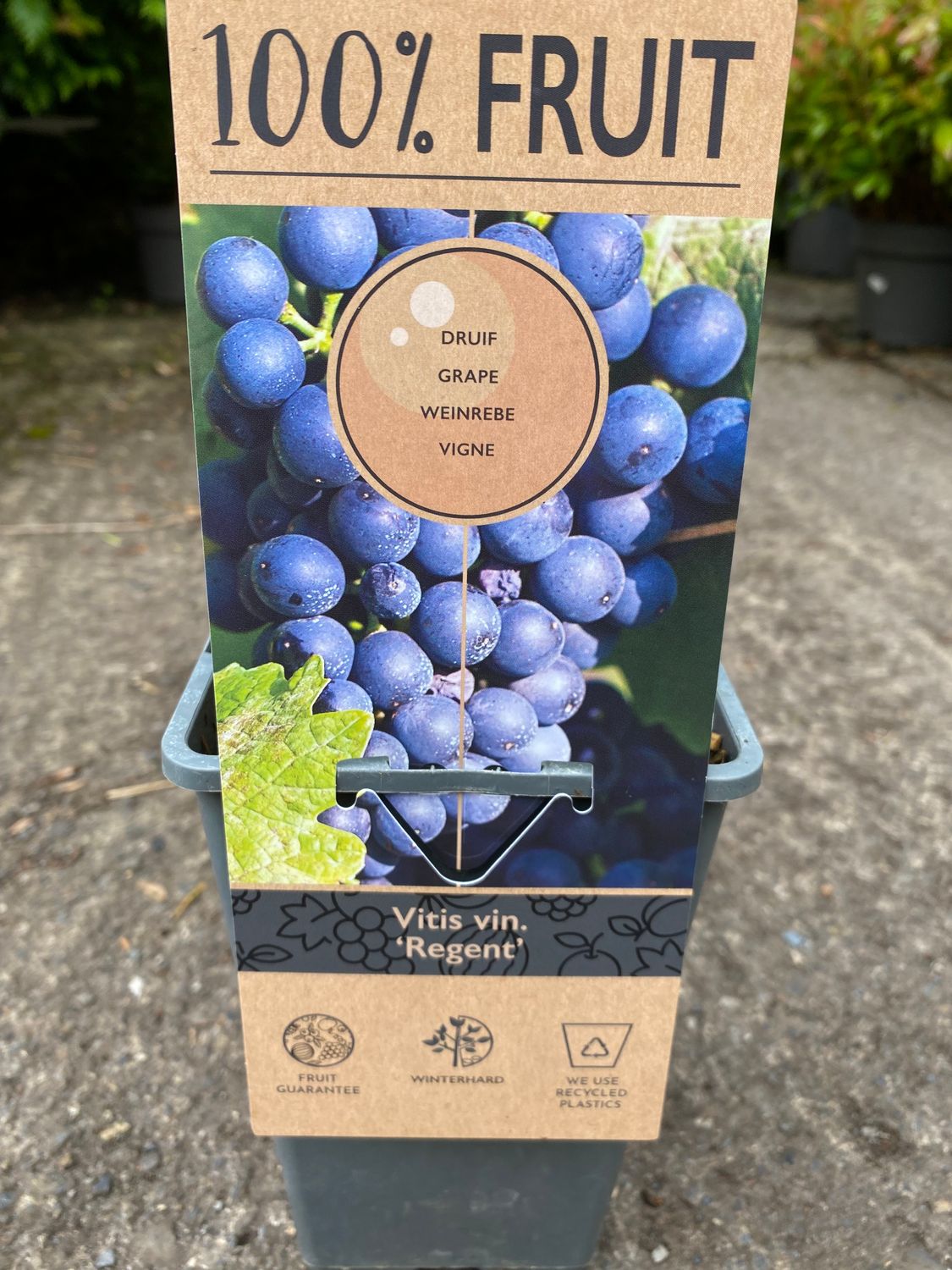 BLACK GRAPE REGENT